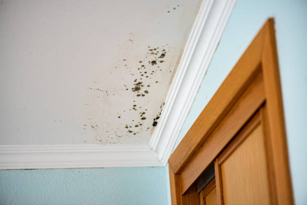 Best Air Quality Testing for Mold Spores  in Yorklyn, PA